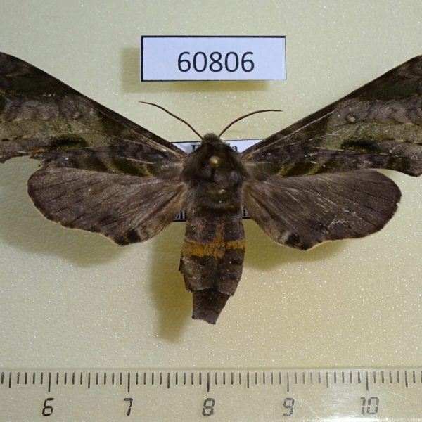 Sphingidae Chloroclanis virescens f Uganda