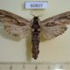 60807p Cossidae Strigocossus ochricosta Uganda $20