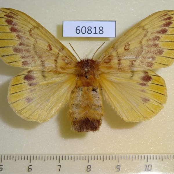 Lasiocampidae Lechriolepis sp. nigrivenis f Uganda