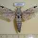 60820p Cossidae Pseudozeuzera biatra Uganda $30