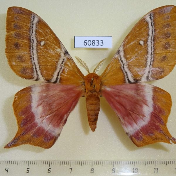 Saturniidae Urota melichari Uganda