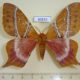 60833p Saturniidae Urota melichari Uganda $30