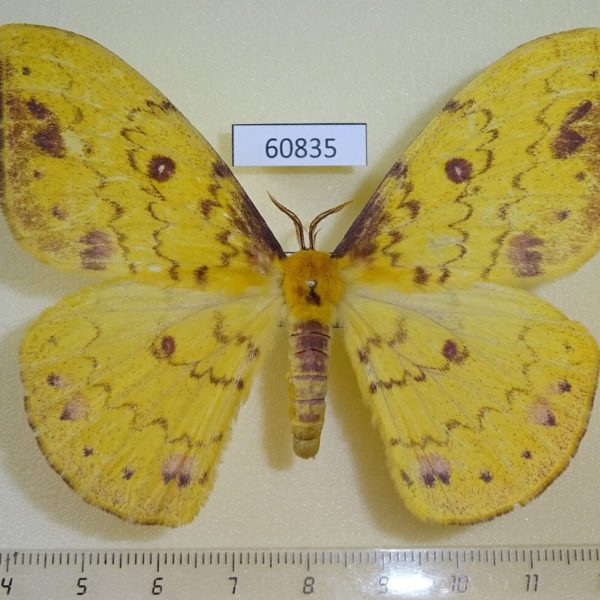 Saturniidae Tagoropsis sp. flavinata f Uganda