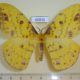 60835p Saturniidae Tagoropsis sp. flavinata f Uganda $30