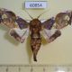 60854p Noctuidae Caligatus venustissima Uganda $22