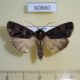 60860p Noctuidae Megalonycta paragrapha Uganda $6