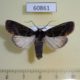 60861p Noctuidae Apospasta rhodina Uganda $12