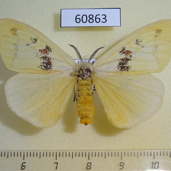 Lymantridae sp., Uganda