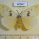 60863p Lymantridae sp., Uganda $15
