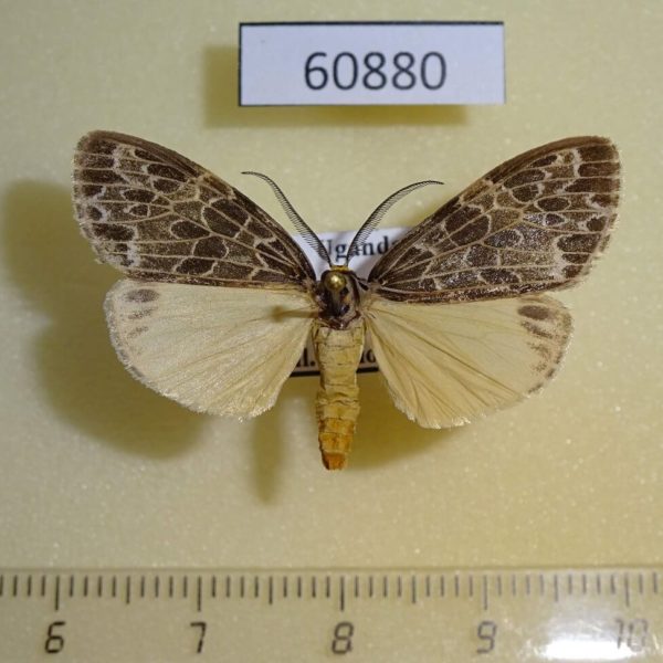 Arctiidae Galtara sp. Uganda