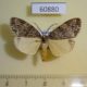 60880p Arctiidae Galtara sp. Uganda $12