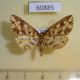 60885p Thyrididae Opula sp. spilotata Uganda $7