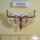 60886p Crambidae Syllepte vagans Uganda $8