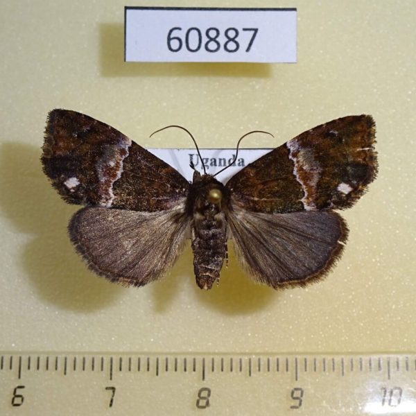 Noctuidae sp. Uganda