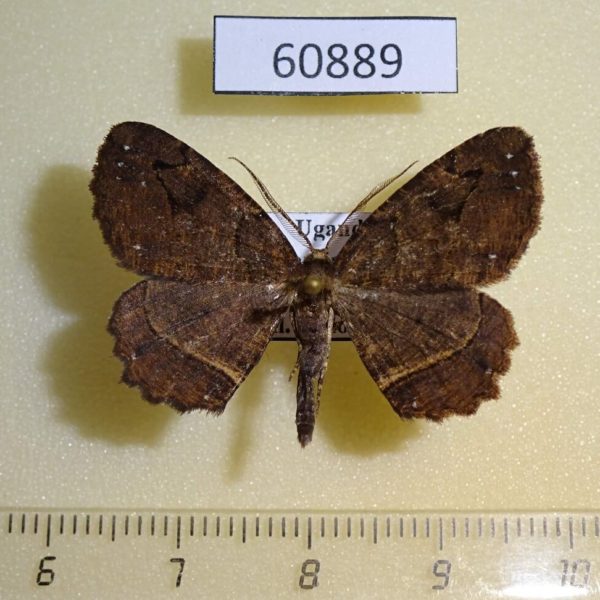 Geometridae Menophra fulvistrigata Uganda