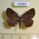 60889p Geometridae Menophra fulvistrigata Uganda $5