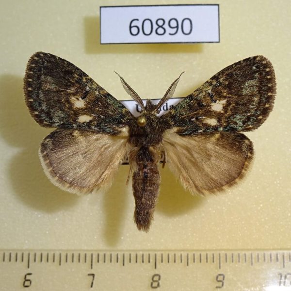 Notodontiidae sp. Uganda