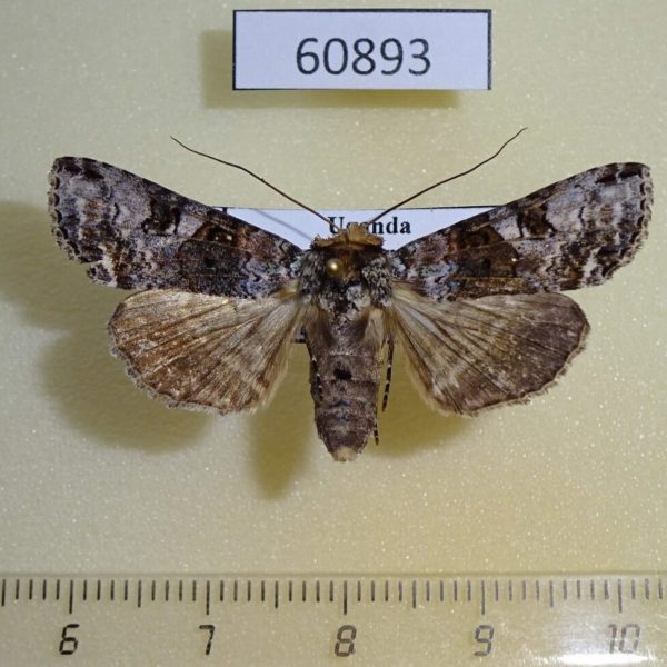 Euteliidae Stictoptera sp. f Uganda