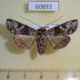 60893p Noctuidae sp. Uganda $9