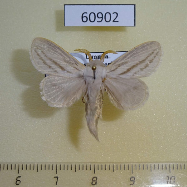 Lasiocampidae Beralade bistrigata Uganda