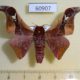 60907p Saturniidae Holocerina angulata Uganda $18
