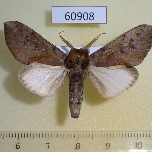 Noctuidae Antiophlebia sp. Uganda