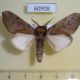 60908p Noctuidae Antiophlebia sp. Uganda $8