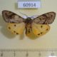 60914p Arctiidae Teracotona translucens Uganda $15