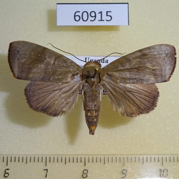 Noctuidae sp. Uganda