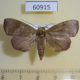 60915p Noctuidae sp. Uganda $5