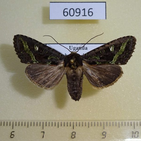 Noctuidae Tracheplexia lucia Uganda