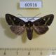 60916p Noctuidae Tracheplexia lucia Uganda $9