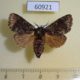 60921p Moth sp. Uganda $8