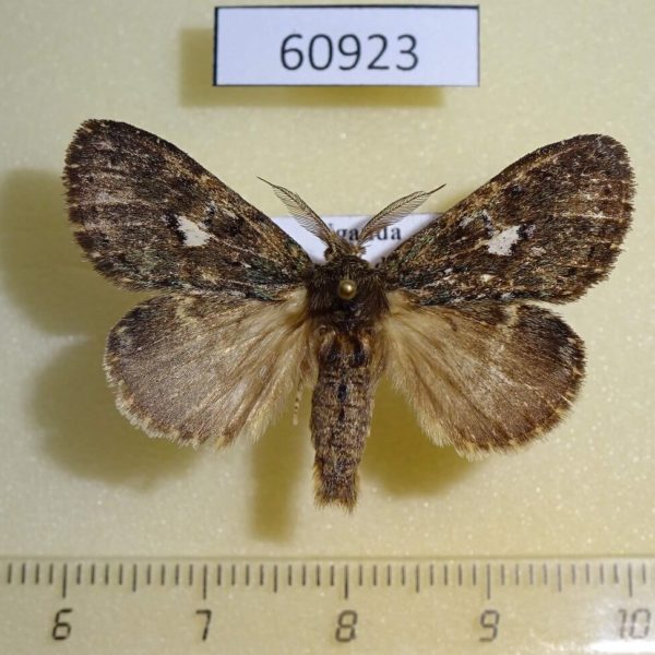 Notodontiidae sp. Uganda