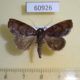 60926p Noctuidae Periplusia cinerascens Uganda $6