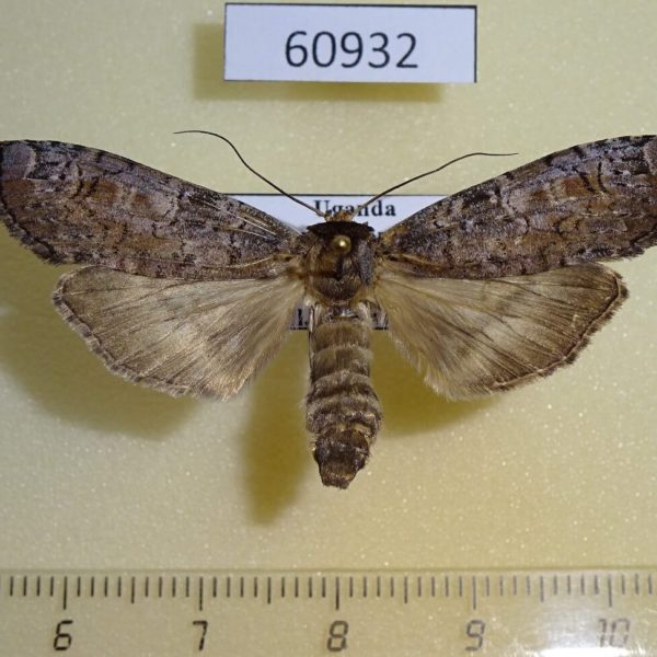 Notodontiidae Thacona brunnescens f Uganda