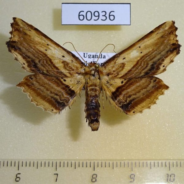 Geometridae sp. Uganda