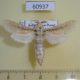 60937p Cossidae Azygophleps boisduvalii Uganda $18