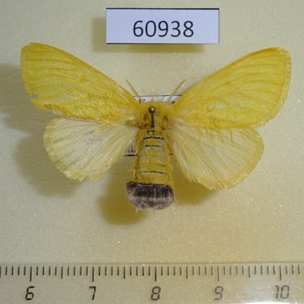 Lymantridae Euproctis sp. f Uganda