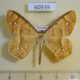 60939p Geometridae Melinoessa croesaria Uganda $20