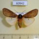 60942p Arctiidae Teracotona clara Uganda $15
