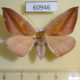 60946p Geometridae Xanthisthisa holmi f Uganda $7