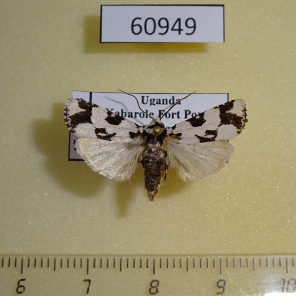 Noctuidae sp. Uganda