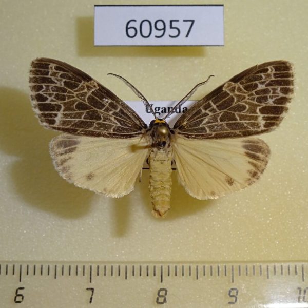 Arctiidae Galtara sp. Uganda