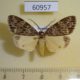 60957p Arctiidae Galtara sp. Uganda $12