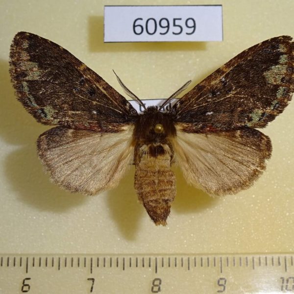 Notodontiidae sp. f Uganda
