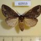 60959p Notodontiidae sp. f Uganda $9