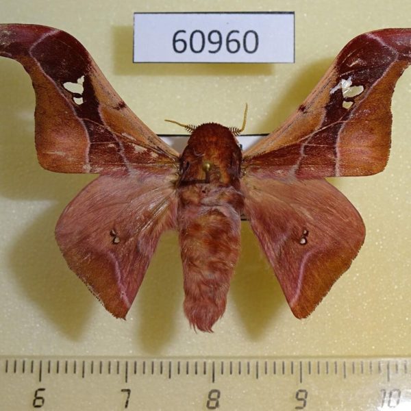 Saturniidae Holocerina angulata Uganda