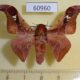 60960p Saturniidae Holocerina angulata Uganda $20
