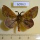 60963p Lasiocampidae Chrysopsyche antennifera Uganda $12